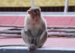 可爱的猴子图片大全