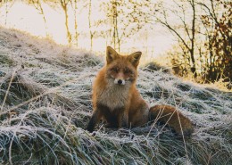 可爱的野生狐狸图片