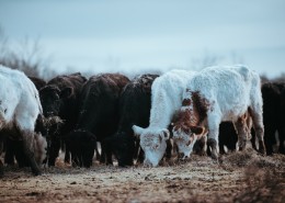 一群正在吃草的牛图片