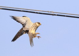 威猛的阿穆尔隼图片