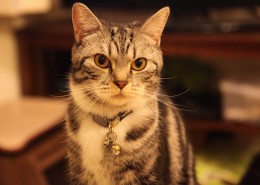 毛绒绒的猫咪图片