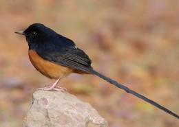 白腰鹊鸲鸟类图片