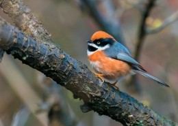 红头长尾山雀图片大全