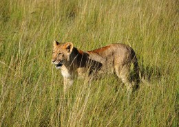 凶猛的野生母狮子图片