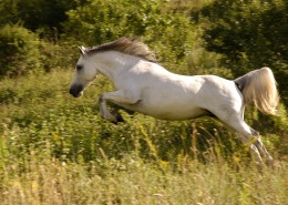 白色的骏马图片
