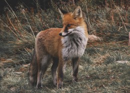 野外的狐狸图片