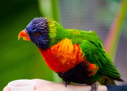 羽毛艳丽的鹦鹉图片