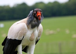 凶狠的秃鹫图片