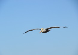 嘴巴尖长的鹈鹕图片