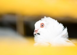 毛绒绒的雏鸟图片