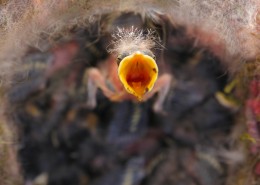 嗷嗷待哺的雏鸟图片