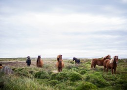 一群悠闲的马图片