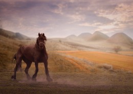 一匹站着的马图片