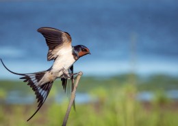 黑色可爱的燕子图片