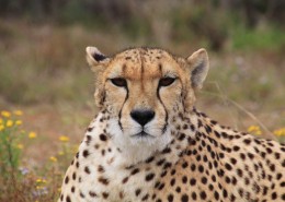 漂亮威武的金钱豹图片