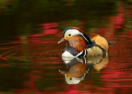 毛色艳丽的鸳鸯图片