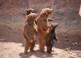 体形庞大的棕熊图片