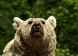 肥头大耳的棕熊图片大全