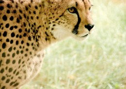 凶猛的猎豹图片