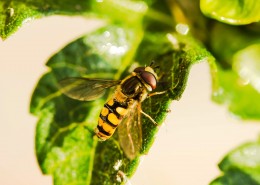 辛勤的蜜蜂图片