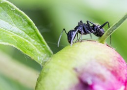 不辞劳苦的蚂蚁图片
