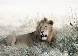 凶猛的野外雄狮图片