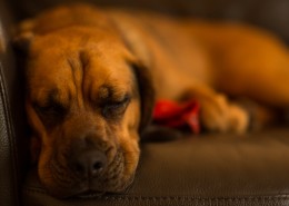 正在睡觉的狗狗图片