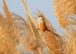 震旦鸦雀图片大全