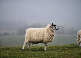 圆润可爱的绵羊图片