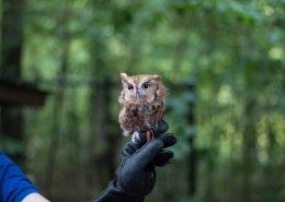 呆萌的猫头鹰图片
