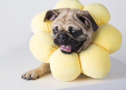 可爱斗牛犬狗狗图片