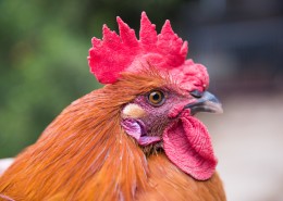 散养生态公鸡图片