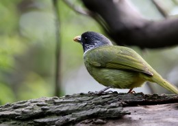 领雀嘴鹎图片大全