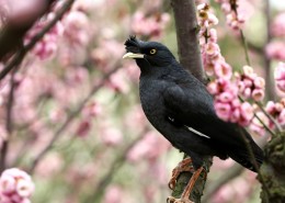 八哥鸟图片大全