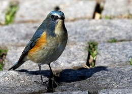 红胁蓝尾鸲图片