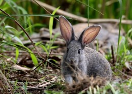 可爱的灰兔子图片