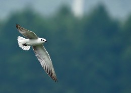 飞翔的须浮鸥图片