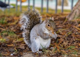 贪吃的小松鼠图片