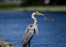 水边的苍鹭图片大全