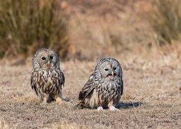 长尾林鸮图片大全