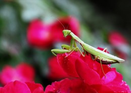 牡丹花上的螳螂图片