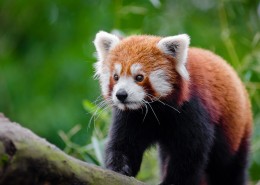 可爱的小熊猫图片