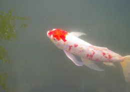 可爱的鲤鱼图片