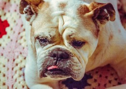 憨萌的斗牛犬图片