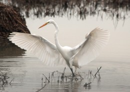 优雅的白鹭图片