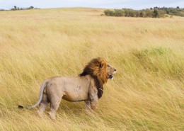 勇猛的狮子图片