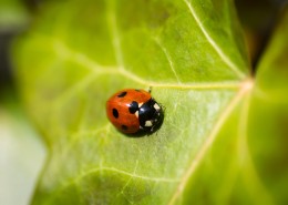 美丽的瓢虫图片