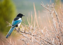 报喜鸟喜鹊图片