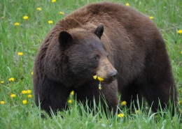 体型庞大的野生棕熊图片