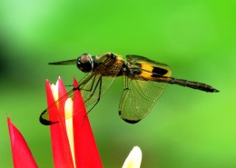 各色各样的蜻蜓图片